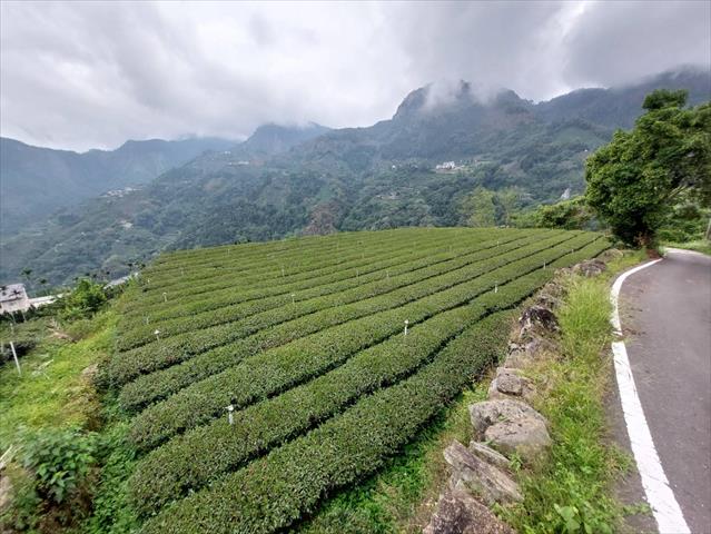 茶製品-茶 產品圖片（圖片編號 938394）