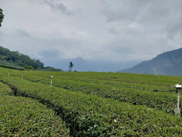 茶製品-茶 產品圖片（圖片編號 938395）
