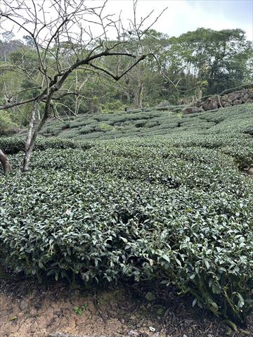 茶製品-茶 產品圖片（產品編號 681374）