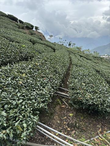 茶製品-茶 產品圖片（圖片編號 938403）