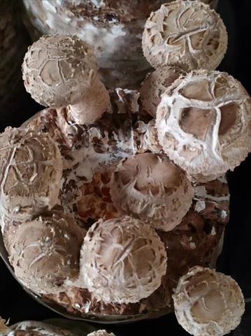 香菇 產品圖片（圖片編號 939076）