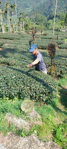 茶製品-茶 產品圖片（圖片編號 939200）