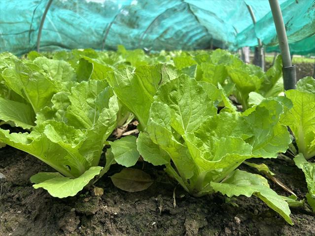 不結球白菜(小白菜,青梗白菜,蚵白菜) 產品圖片（圖片編號 939345）