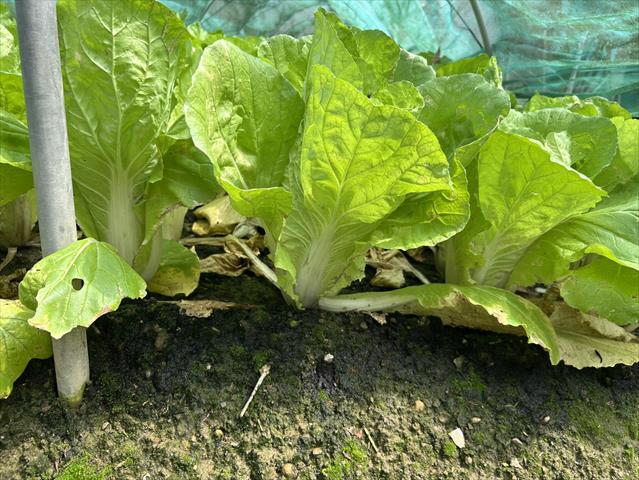 不結球白菜(小白菜,青梗白菜,蚵白菜) 產品圖片（圖片編號 939346）