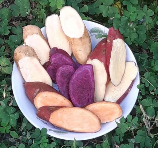 甘藷(地瓜) 產品圖片（圖片編號 939851）