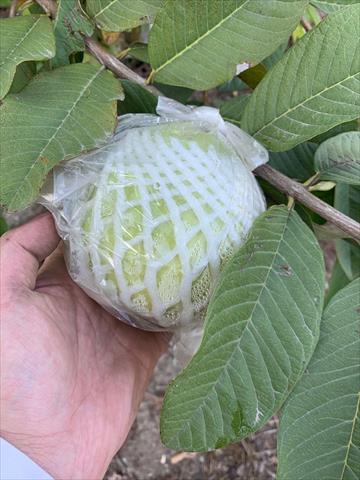 番石榴(芭樂) 產品圖片（產品編號 682340）