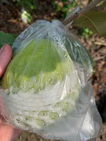 番石榴(芭樂) 產品圖片（圖片編號 939909）