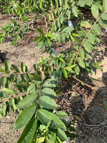 番石榴(芭樂) 產品圖片（圖片編號 939910）