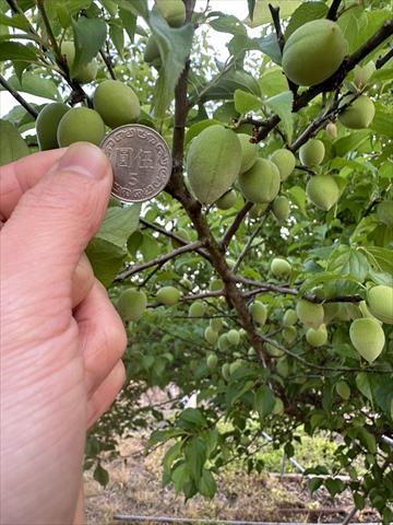 梅 產品圖片（圖片編號 941038）