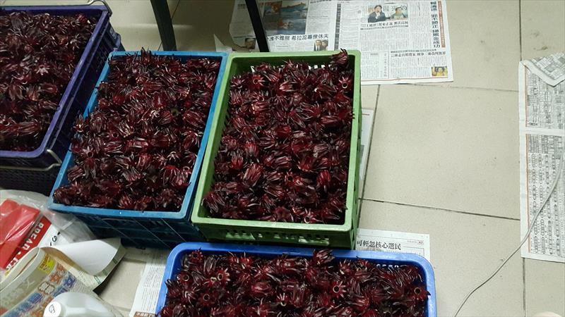 洛神(洛神葵) 產品圖片（圖片編號 942167）
