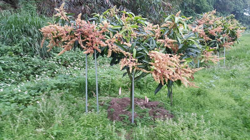 芒果 產品圖片（圖片編號 942171）