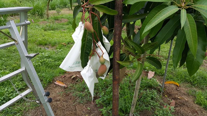 芒果 產品圖片（圖片編號 942173）