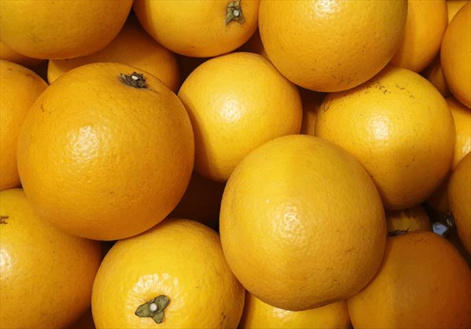 柳橙 產品圖片（圖片編號 942191）