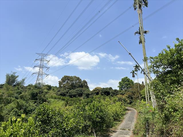 柳橙 產品圖片（圖片編號 942203）