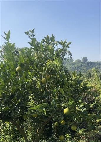 柳橙 產品圖片（產品編號 682762）