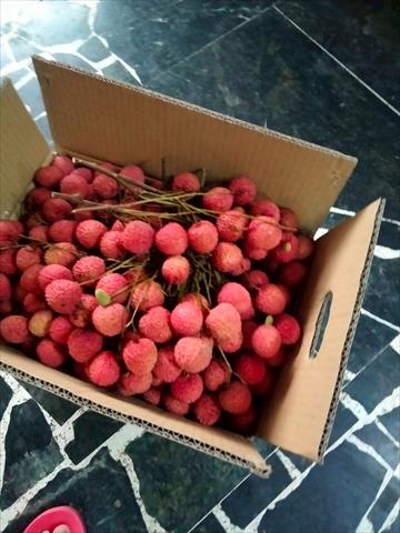 荔枝 產品圖片（圖片編號 942221）