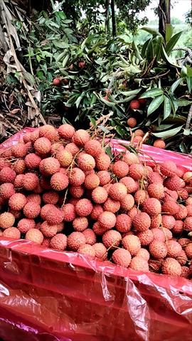 荔枝 產品圖片（產品編號 682768）