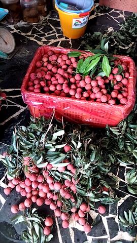 荔枝 產品圖片（圖片編號 942224）