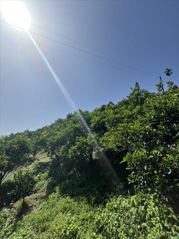 椪柑 產品圖片（圖片編號 942269）