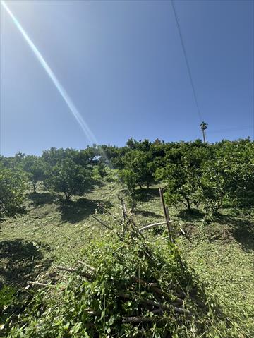 椪柑 產品圖片（圖片編號 942271）