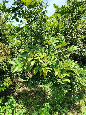 紅毛丹 產品圖片（圖片編號 942274）