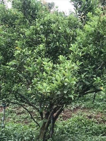 椪柑 產品圖片（圖片編號 942280）