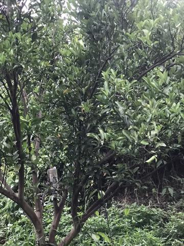 椪柑 產品圖片（圖片編號 942282）
