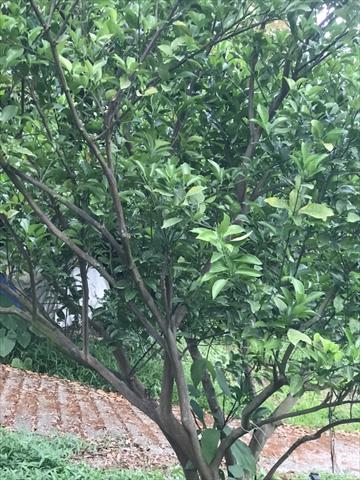 椪柑 產品圖片（產品編號 682791）