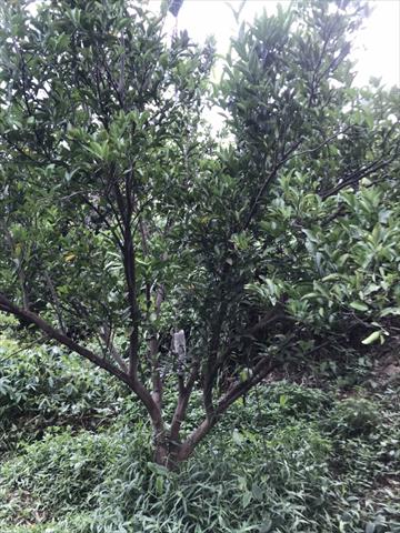 椪柑 產品圖片（圖片編號 942285）