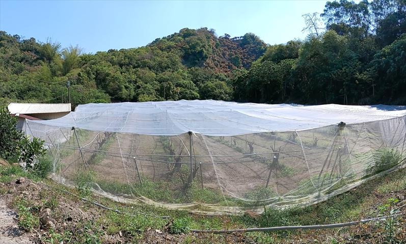 棗 產品圖片（產品編號 682929）
