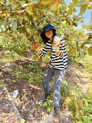 番石榴(芭樂) 產品圖片（圖片編號 942616）
