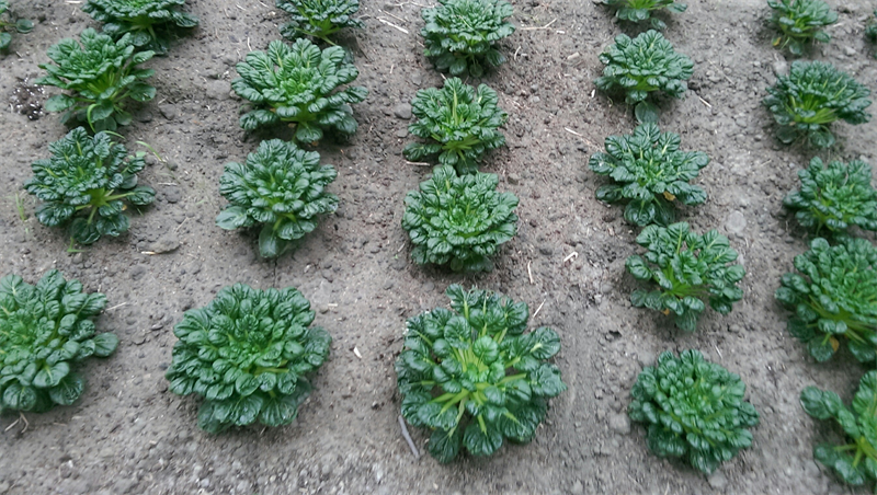 塌棵菜(塔菜,塔菇菜) 產品圖片（產品編號 683065）