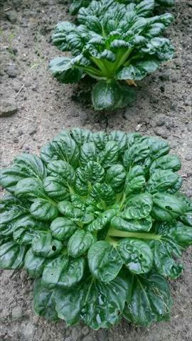 塌棵菜(塔菜,塔菇菜) 產品圖片（圖片編號 943178）