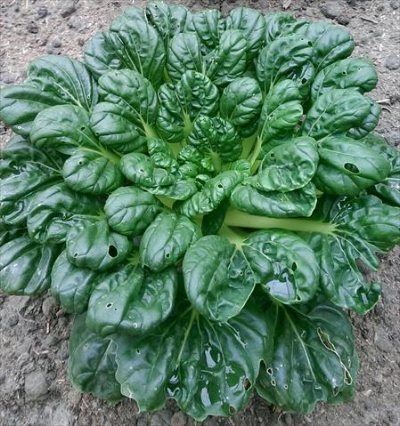 塌棵菜(塔菜,塔菇菜) 產品圖片（圖片編號 943179）