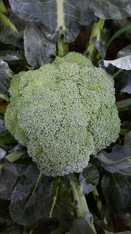 花椰菜 產品圖片（圖片編號 943191）