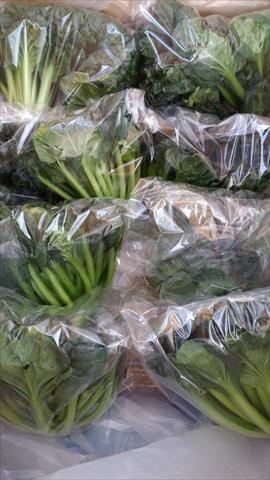 塌棵菜(塔菜,塔菇菜) 產品圖片（圖片編號 943207）