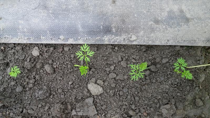 胡蘿蔔 產品圖片（圖片編號 943210）