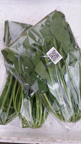 菠菜 產品圖片（圖片編號 943214）