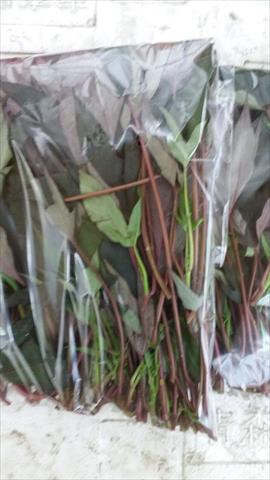 葉用甘藷(地瓜葉,甘藷葉) 產品圖片（圖片編號 943215）