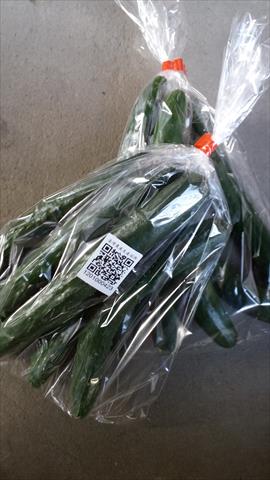 小黃瓜(花胡瓜) 產品圖片（圖片編號 943217）