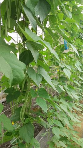 菜豆(敏豆、粉豆) 產品圖片（圖片編號 943220）