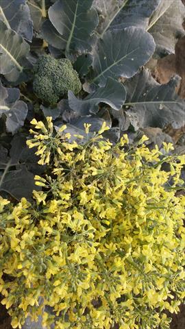 花椰菜 產品圖片（圖片編號 943223）