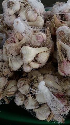 蒜頭 產品圖片（圖片編號 943229）