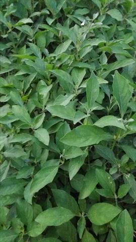 白鶴靈芝 產品圖片（圖片編號 943230）