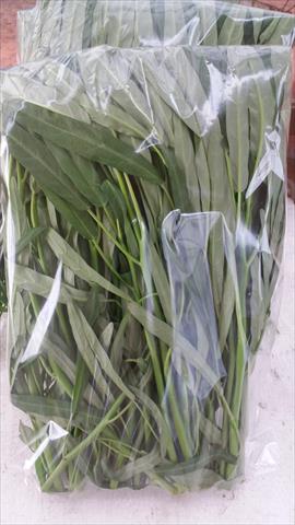 蕹菜(空心菜) 產品圖片（圖片編號 943237）
