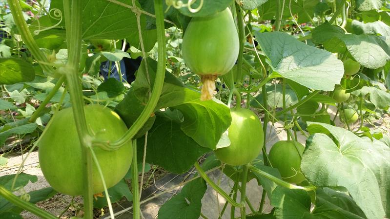 香瓜(美濃瓜) 產品圖片（圖片編號 943253）