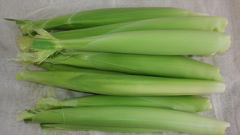 食用玉米(含玉米筍) 產品圖片（圖片編號 943254）