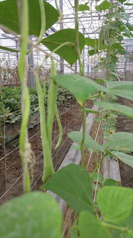 菜豆(敏豆、粉豆) 產品圖片（圖片編號 943261）