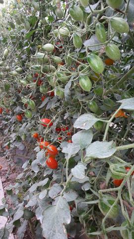 番茄(含小番茄) 產品圖片（圖片編號 943263）