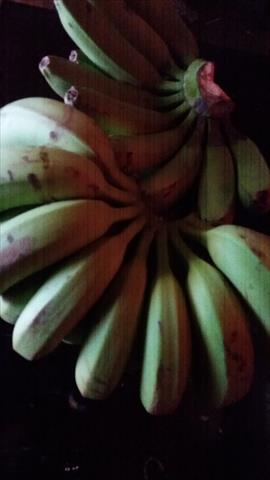 香蕉 產品圖片（圖片編號 943268）